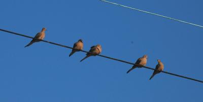 Mourning Doves on Wire