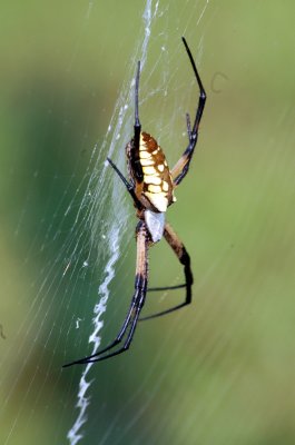 Spider -BlackandYellow Argiope