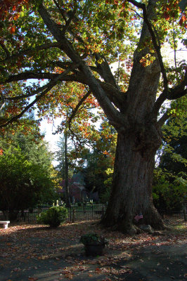 Bicentennial Swamp Oak