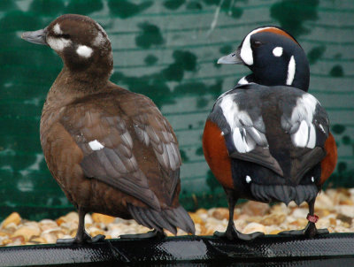 Harlequin Duck Pair