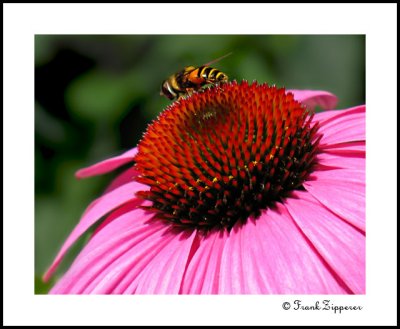 Cone Flower with Bee (LE173)