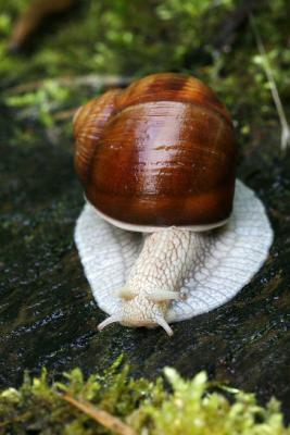 schnecke