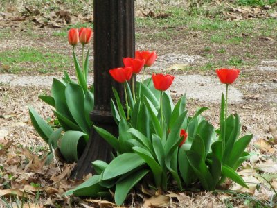 Tulips and lampost.