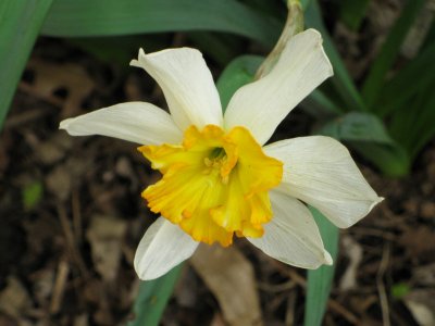 Windblown daffodil.