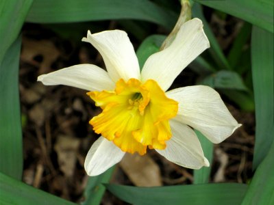 windblown daffodil framed