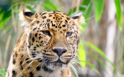 Leopard