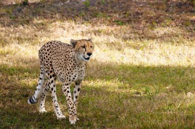 Cheetah