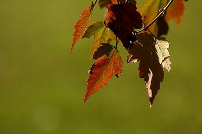 DSC_0012.jpg