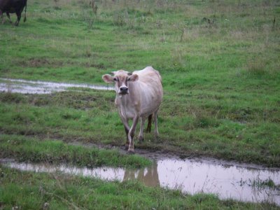 Image139.jpg