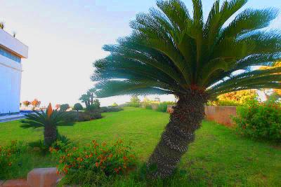 Palm tree in the palais.Algerie