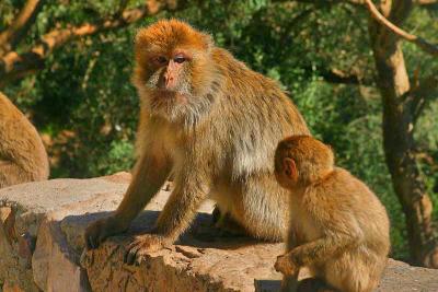 monkey talk!chiffa, blida