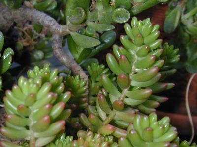 Sedums