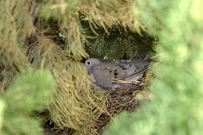 Nesting Mourning Dove - Zenaida macroura