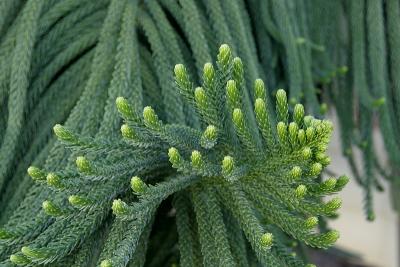 Norfolk Island pine - Araucaria heterophylla