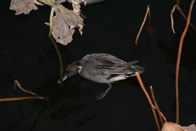 img_0725.jpg