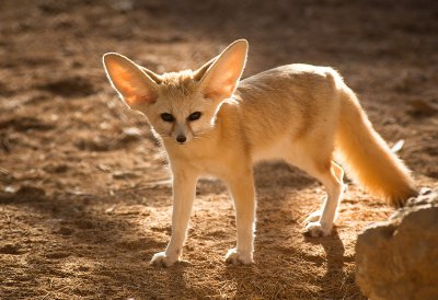 IMG_1569-Fennek fox