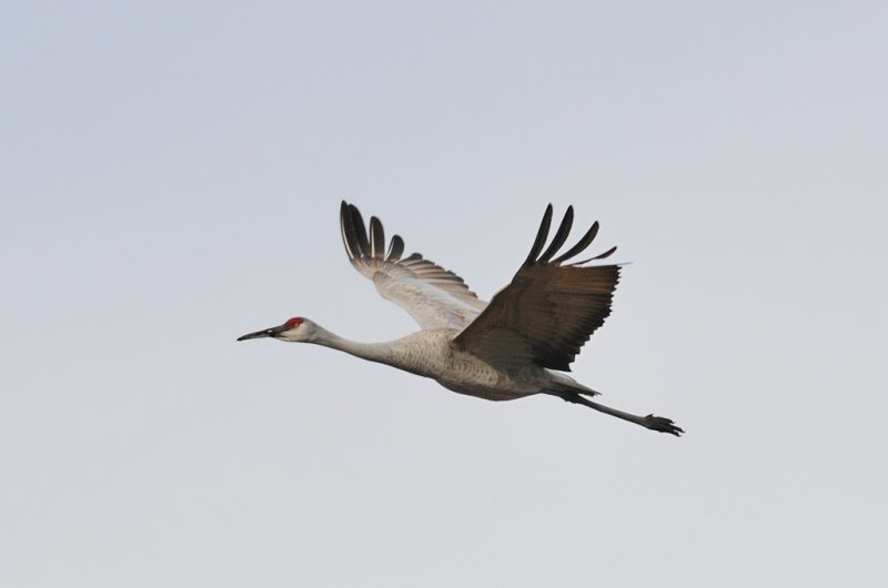 Sandhill Cranes-24.jpg