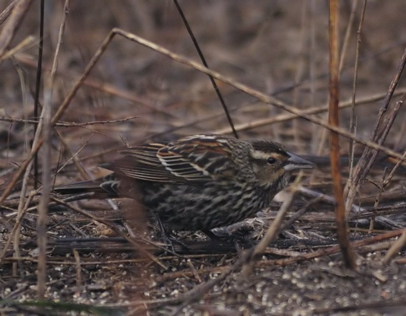 Red Winged Blackbird female.jpg