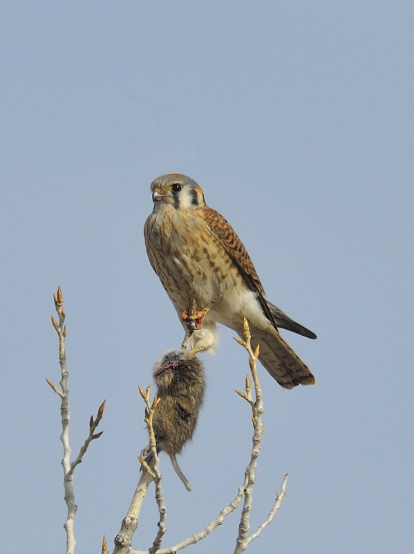 Kestrel with his Catch