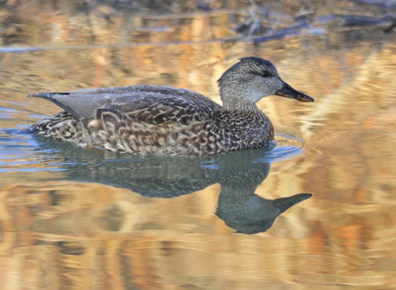 Mallard 
