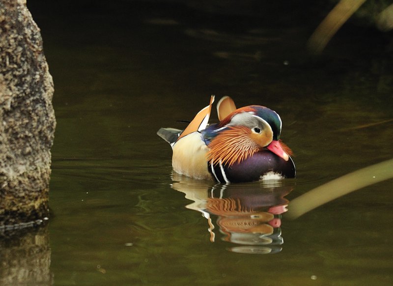Mandarin duck