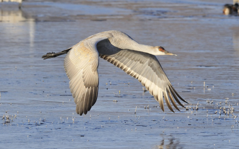 Sandhill takeoff
