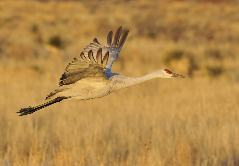 Sandhill crane 