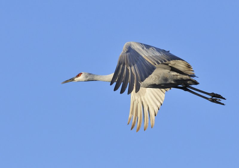 Sandhill crane overhead