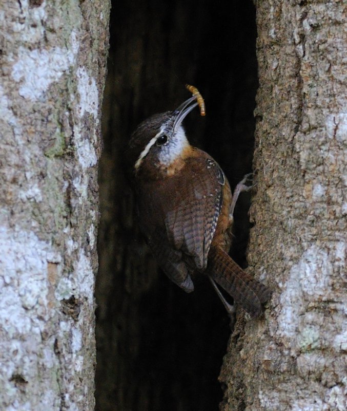 Carolina Wren.jpg