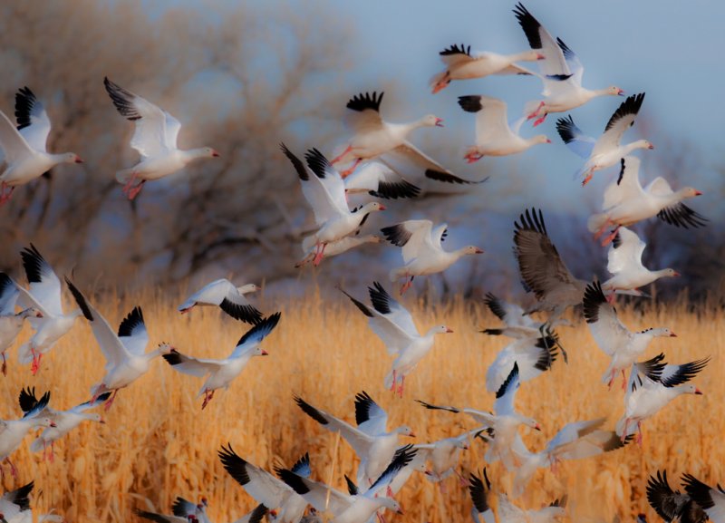 Snow Geese Blast-off