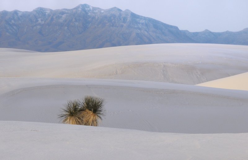 Lone Yucca