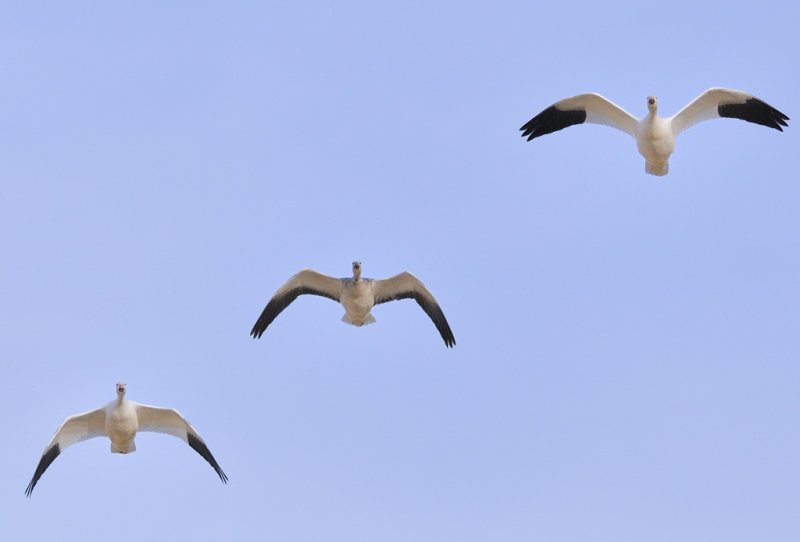 Snow Geese, lined up