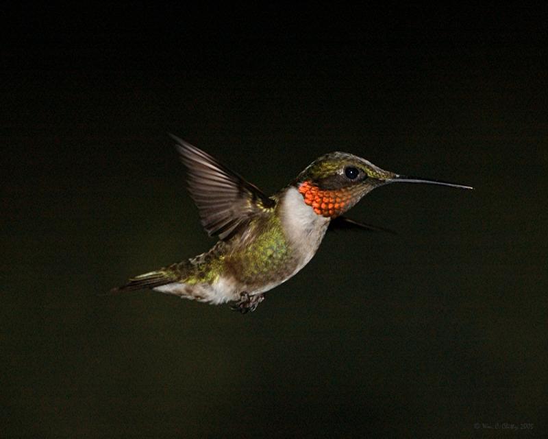 Ruby throated Hummingbird