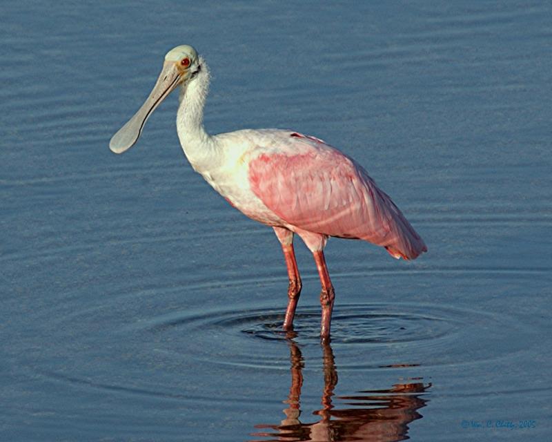 Sanibel-Ding-Spoonbill.jpg