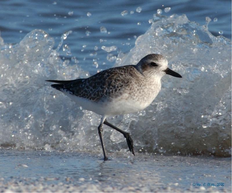 Juvenile Black-bellied Plover.jpg