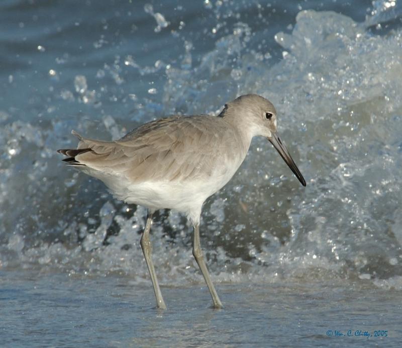 Sanibel-willet.jpg