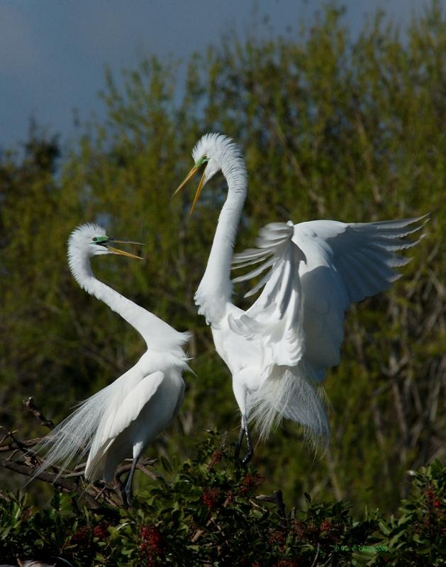 VeniceRookeryGreatEgretpair.jpg