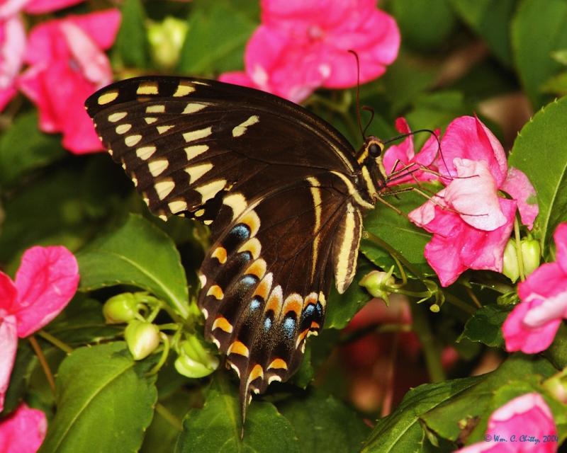 Palamedes Swallowtail.jpg