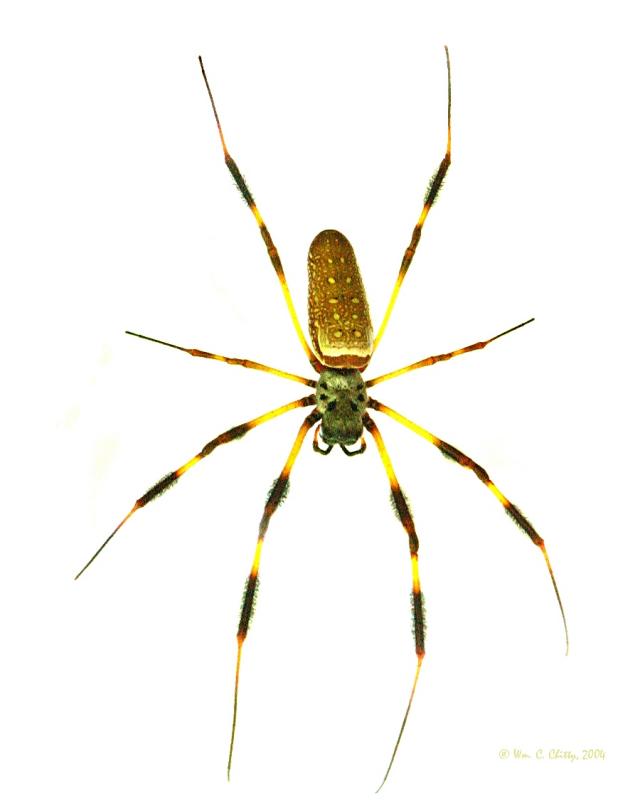 Golden Silk Spider.jpg