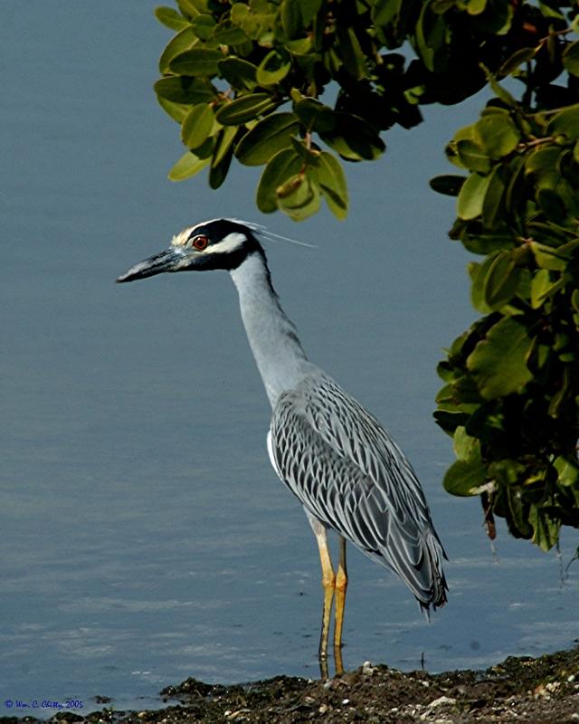 Sanibel-Ding-YCNHeron.jpg