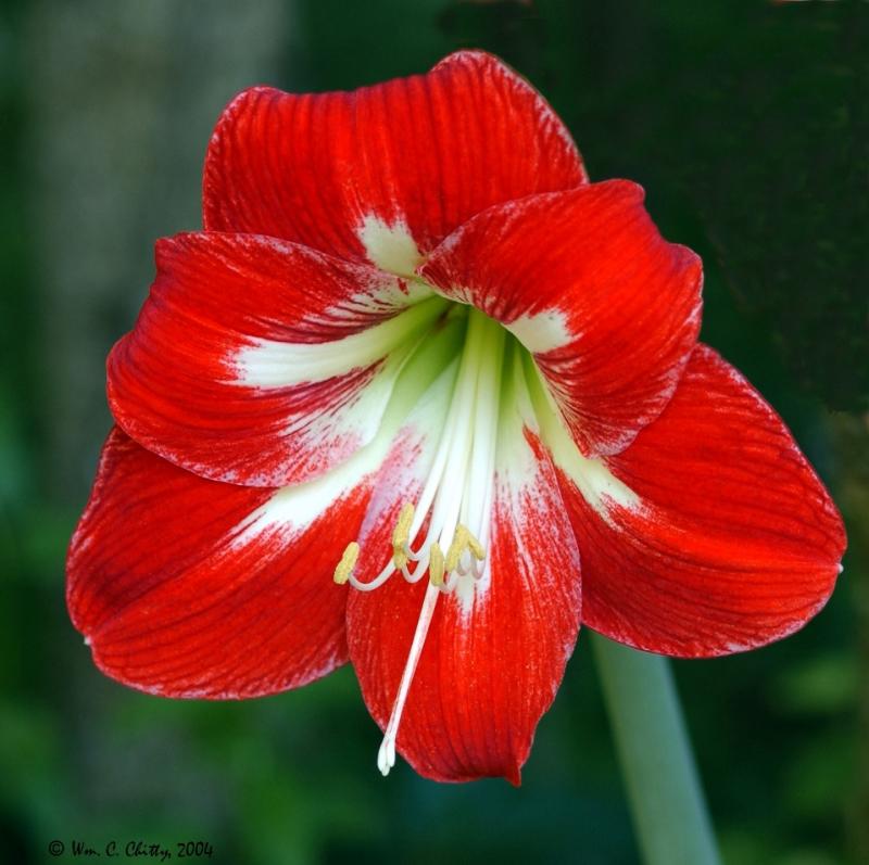 amaryllis162.jpg