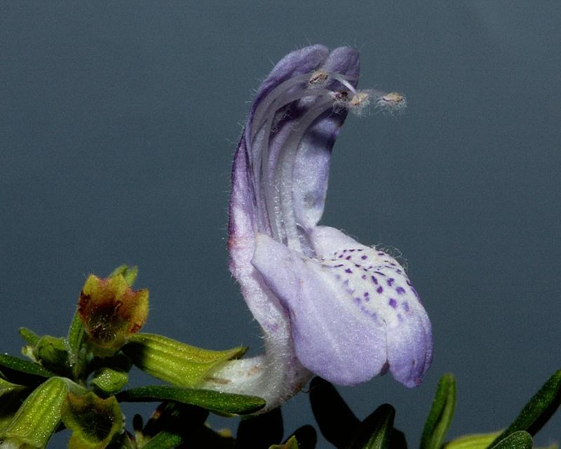 Conradina etonia