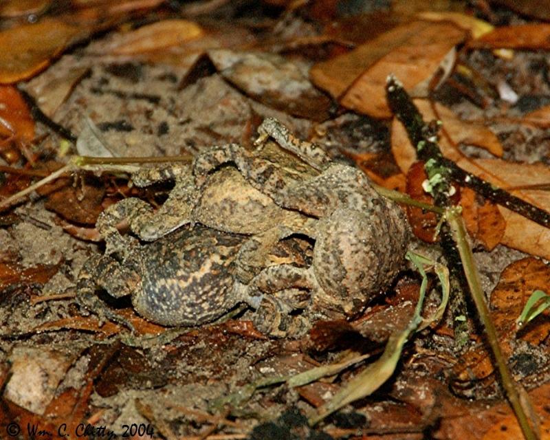 Three toads.jpg