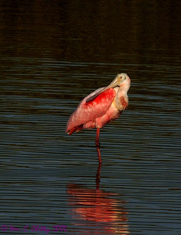 Spoonbill.jpg