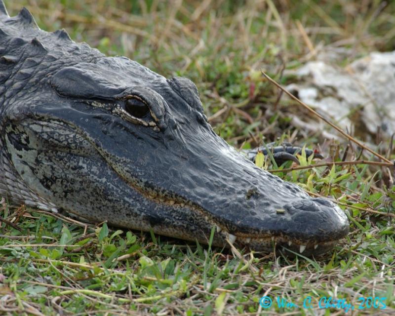 SharkValley Alligator.JPG