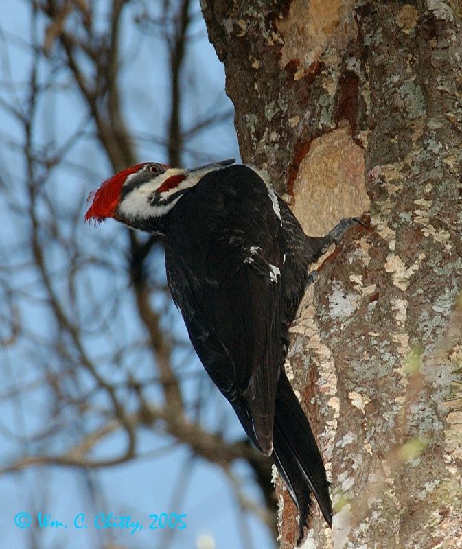 Pileated Woodpecker-22.jpg