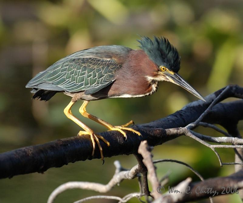 Little Green Heron.jpg