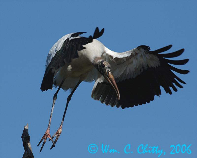 Wood Stork 1.jpg