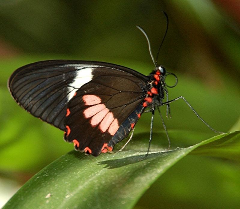 Butterfly120.jpg