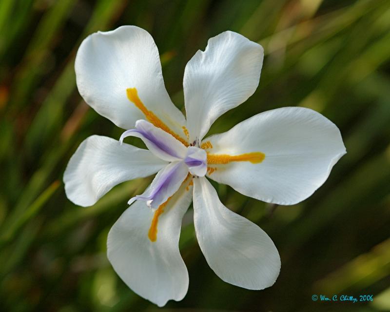 unknown iris.jpg